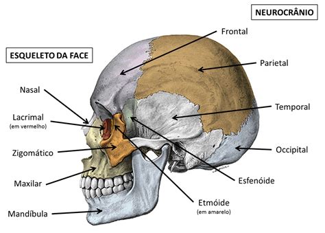 039 Ossos Do Crânio Crânio Anatomia Anatomia Dos Ossos Anatomia