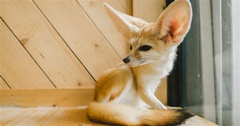11 Pet Fennec Foxes That Can Stay In Our Laps Forever