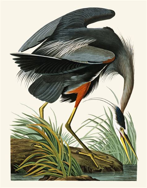 Great Blue Heron Art Print Vintage Bird Illustration 11x14 Etsy