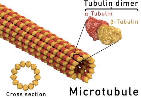But at the same time it is interpretive. Microtubule - Wikipedia