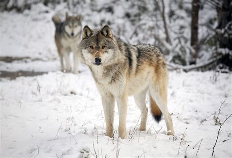 Open Season On Americas Gray Wolves Brave New Wild Wildearth