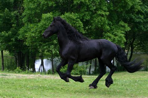Black Horse Wallpaper Friesian Black Running Horse Friesian Black