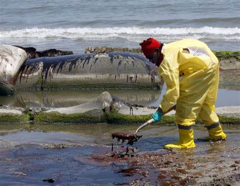 Dolphins Tested For Oil Spill Impacts