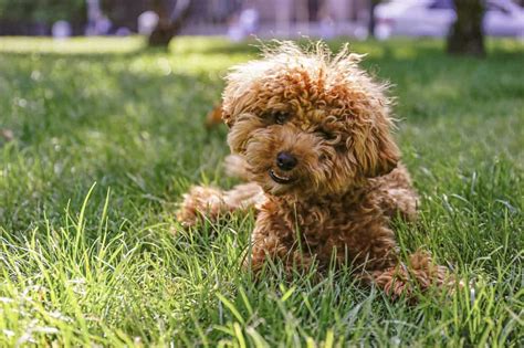 9 Most Popular Curly Haired Dog Breeds With Pictures Hairstylecamp