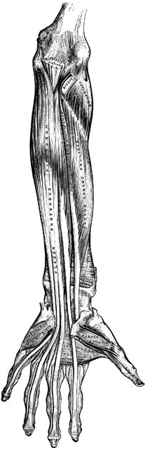 Muscle diagram of the back (posterior) & front (anterior) this labeled human muscular system chart illustrates the major muscle groups in the back (posterior) view and the front (anterior) view. Front View of Arm Muscles | ClipArt ETC