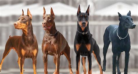 Types Of Doberman Pinschers Dog Breed Information Hubpages