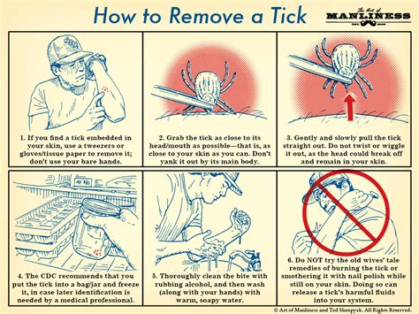 Learn about the best pest control in raleigh, n.c., to figure out how you can keep your loved ones and home safe. How to Properly Remove a Tick - Good News Pest Solutions ...