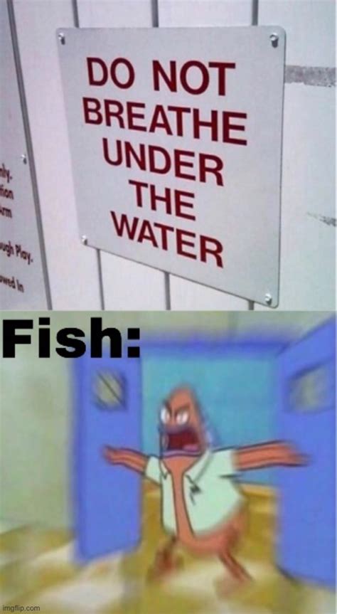 Fish Angry Imgflip