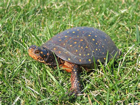 Spotted Turtle | Georgian Bay Biosphere Reserve
