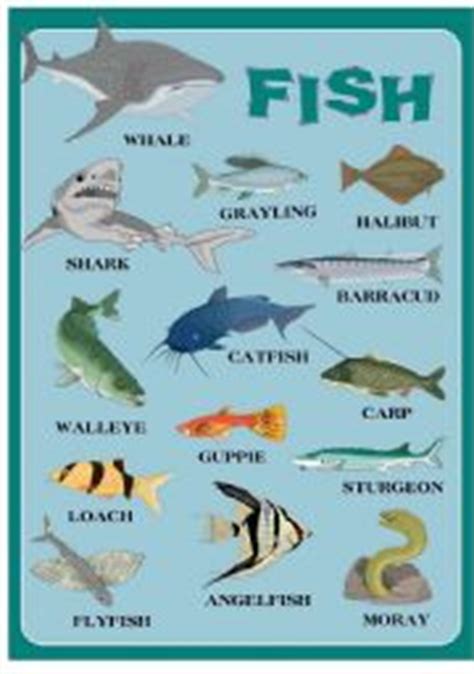 Unfortunately, the flavor isn't the only reason kinki is so popular in japan. English worksheets: FISH