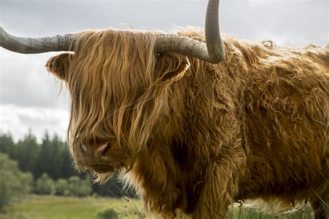 Highlander Cow Free Stock Photo - Public Domain Pictures