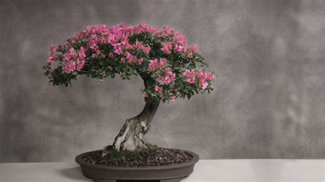 427521 1920×1080 Cherry Blossom Bonsai Tree Japanese Bonsai