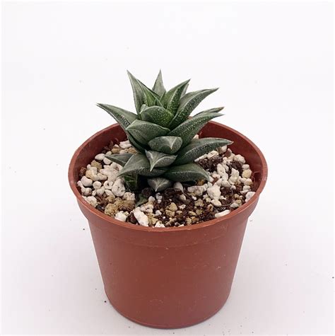 Haworthia Tortuosa F Variegata Cactus Prod