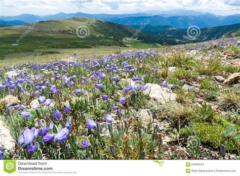 Colorado Rocky Mountain Landscape With Spring Wildflowers Stock Photo Image Of Nature Healthy