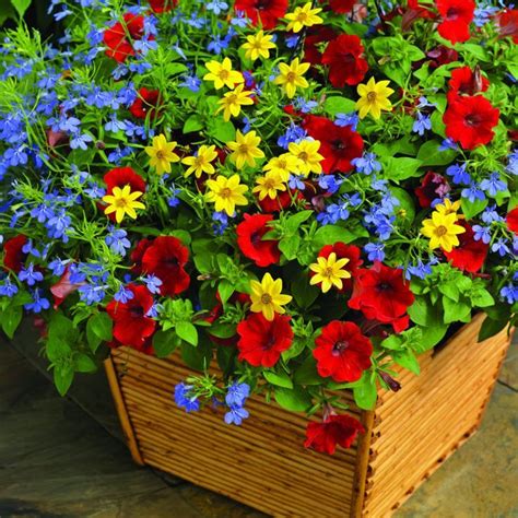 Make sure you water any annuals that are dry before removing them from their pots. Image result for easy annuals flowers front yard ...