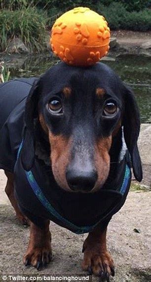 Harley The Sausage Dog Can Balance Anything On His Head Even A Pint