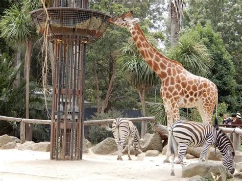 Top 8 Things To Do In The Melbourne Zoo