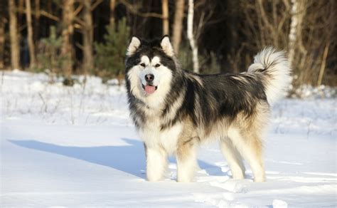 11 Most Ancient Dog Breeds On Earth Canine Campus Dog Daycare And Boarding