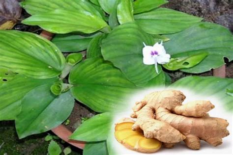 25 june at 19:01 ·. 5 Tanaman Ini Bisa Jadi Obat Tradisional, Gampang Ditanam ...