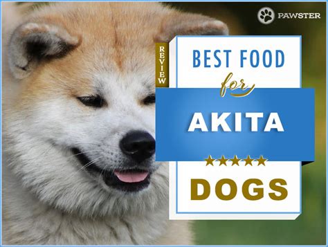 8 Best Foods To Feed Your Adult And Puppy Akita In 2020 Pawster