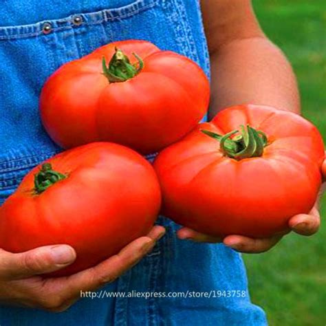 100pcs Big Red Tomato Seeds Potted Vegetable Seeds Heirloom Open