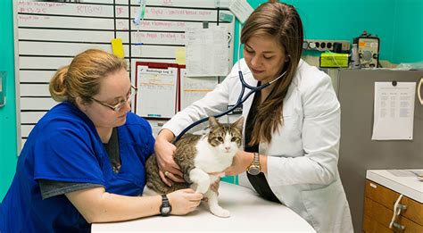 Medicspot exists to improve patient care in the uk. Pet Preventative Care Near Me 78703 - West Lynn Veterinary ...