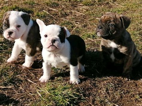 Wir haben gestern unsere 15 jährige stark demente shih tzu 14.02.2021 14.02.2021. Bulldogge Mix Welpen Bayern