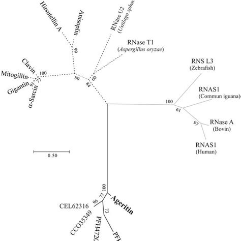 Rootless Phylogenetic Tree Of Rnases Superfamily The Tree Shows The Download Scientific