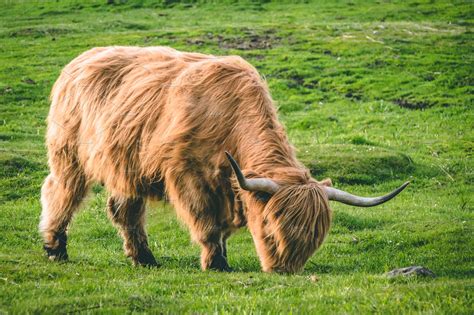 Scottish Cattles In Scottish Highlan Containing Scottish Highlands