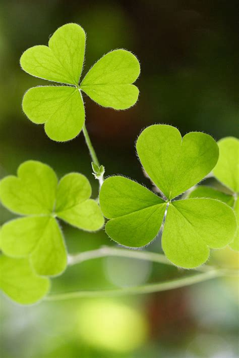 The definition of clover in dictionary is as: Symbolic Shamrock Meaning on Whats-Your-Sign.com