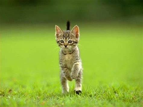 Funny Cat Running 20 Cool Wallpaper