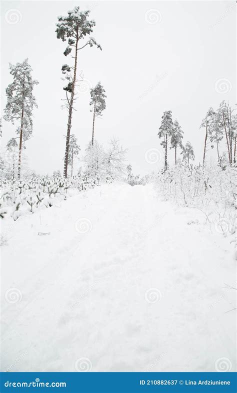Winter Wonderland In The Forest Stock Image Image Of Wonderland Path