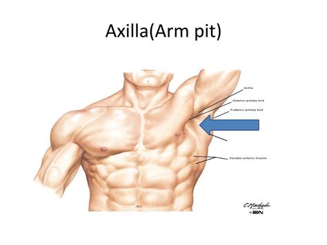 Armpit Anatomy Anatomy Drawing Diagram