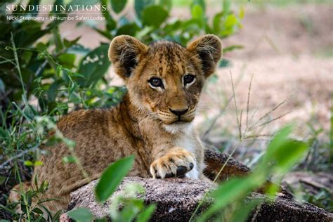 Umkumbe Big Cat Catch-up: Lion Cubs & Leopards