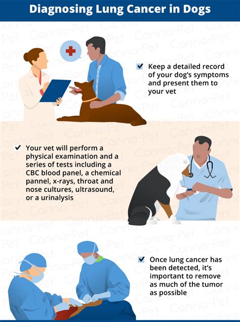 Certain breeds are more predisposed to develop pulmonary tumors than others. Lung Cancer in Dogs: Causes, Signs, & Treatment | Canna-Pet®
