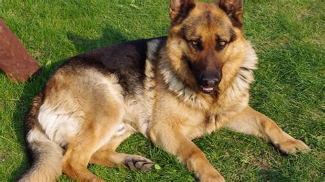 German Shepherd Dog History Personality Health Care