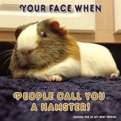 Your Face When People Call You A Hamster Baby Guinea Pigs Guinea Pig