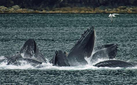 North Americas Perfect Whale Watching Locations Travel Tips