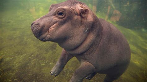 Big Time Is Calling For The Worlds Tiniest Hippo World The Times