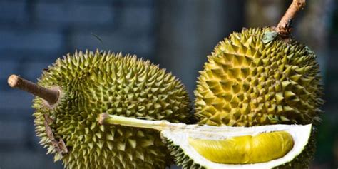 Manfaat Buah Durian Umsu Kampus Terbaik Di Medan