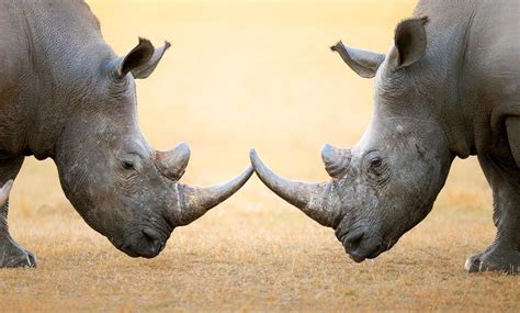 1000 Rhinos Poached In South Africa For Fourth Straight Year Nexus