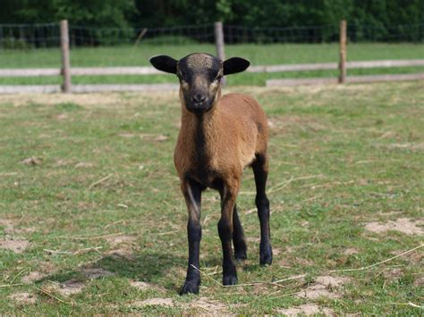 Kamerunská ovce | Goats, Animals