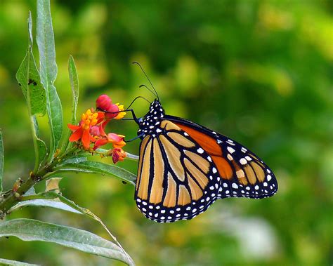 Butterflies are attracted to many different flowers. My Florida Backyard: Orange and Black