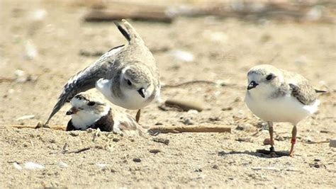 Pa Environment Digest Blog Game Commission Piping Plovers Finish 4th