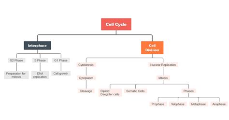 Cell Cycle Concept Map Answers Map Of World Vrogue Co