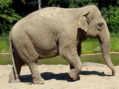 3347 Asiatisk Elefant Asian Elephant Elephas Maximus Flickr