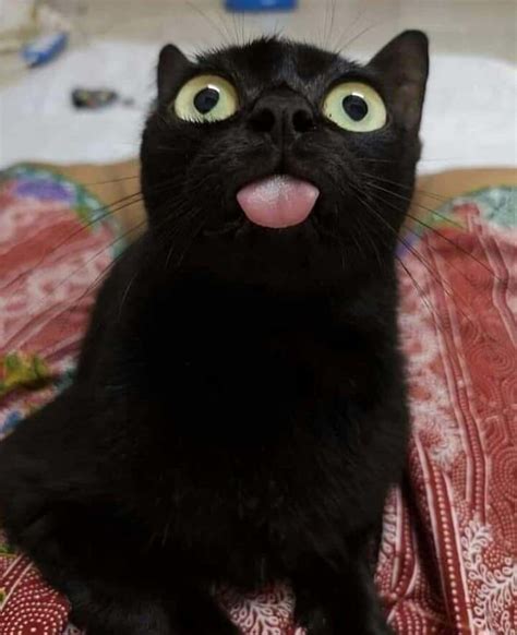 40 wholesome pics of black cats to show they have nothing to do with bad luck cute cats funny