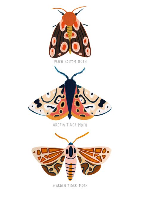 Bugs Insects Moth Illustration Using Gouache Bug Print Insect Print Moth Art Print Arte