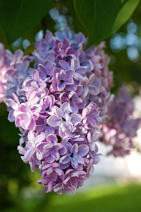 Lilac Sunset Flower Photos Lilac Flower Images