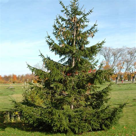 Norway Spruce Trees For Sale